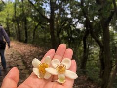 -灵顺寺