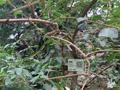 -北京市劳动人民文化宫(太庙)