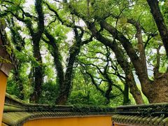 -普陀山风景名胜区-法雨禅寺