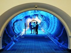 -迪拜水族馆及水下动物园