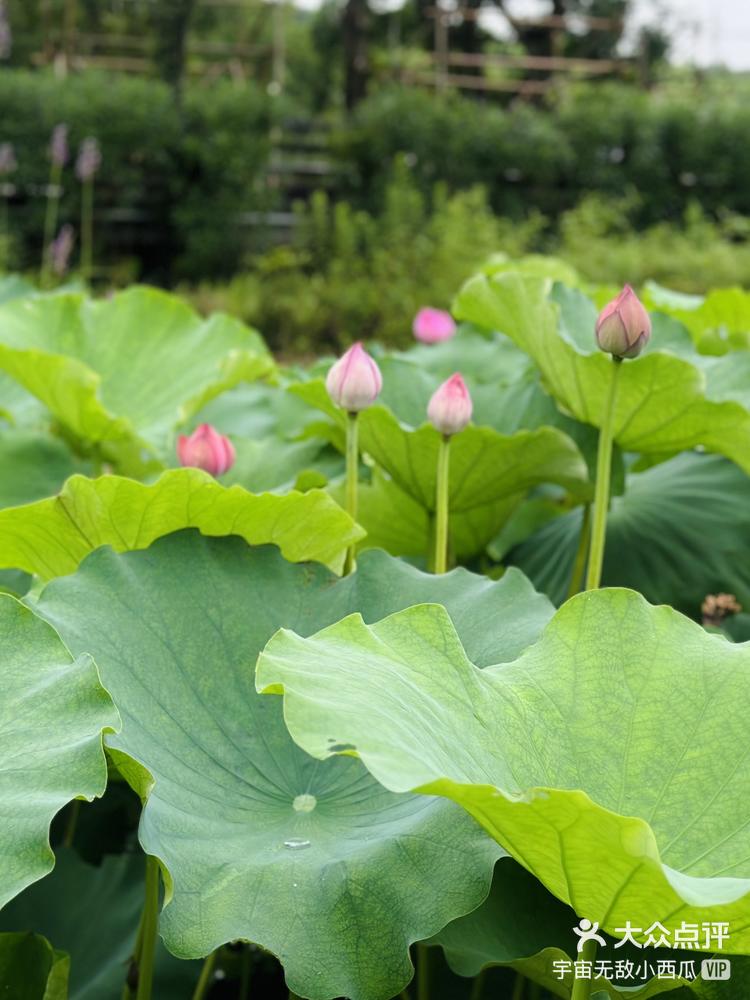 来管社山庄看荷花03