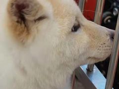 -柴犬小屋·柴餐厅·狗咖食堂(金鼎广场店)