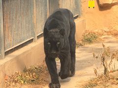 -石家庄市动物园