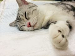 -菲尔斯特宠物医院