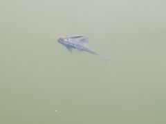 -飞来湖湿地公园