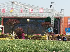 -荷兰花海