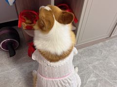 -宠福鑫康馨动物医院·骨科·眼科