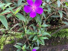 -南山植物园