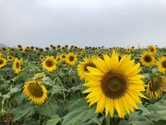 -径山花海
