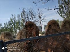 -长白岛森林公园