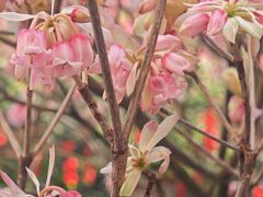 -越秀西湖花市(广州城市广场花卉店)