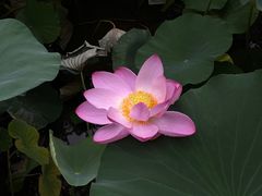 -莲花池公园
