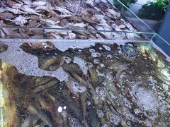 -聚盛源蒸汽海鲜火锅烤肉自助(巨川金海岸购物广场店)