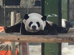 -栾川竹海野生动物园