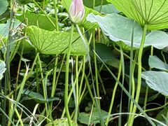 -燕郊植物园