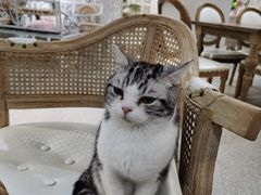 -共舞时光猫咖·狗咖(新街口店)