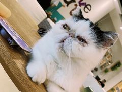 -藏猫猫咖啡主题馆(中央大道店)