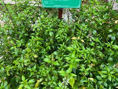 -广西壮族自治区药用植物园