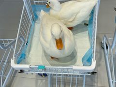 -怪兽屋·羊驼·猫咖·狗咖(俊华广场店)