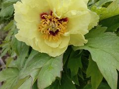 -莲花池公园