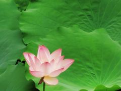 -荔湾湖公园