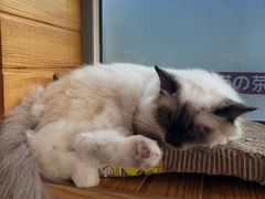 -猫的茶·猫咖