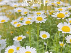 -悦哉·派对·草坪婚礼·围炉煮茶(三圣乡店)