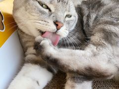 -Catmate·猫肥家润(金润铂宫店)