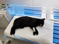 -达爱动物医院·犬猫分区·CT·复杂眼科(远洋山水分院)