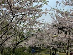 -南山植物园