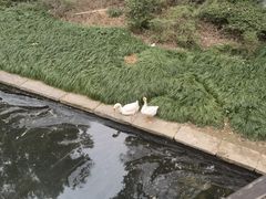 -阮氏酒家(柯桥店)