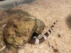 -雨林宠物医院 非犬猫异宠专科