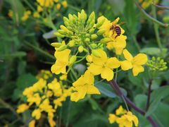 -桑洲油菜花景区