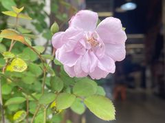 -青果巷历史文化街区