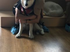 -Husky Go! 哈士奇体验馆·宠物咖啡厅狗咖