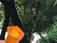 -碧江金楼