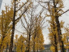-两江幸福广场