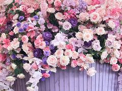 -荷兰花海