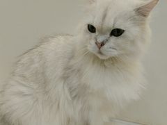 -共舞时光猫咖·狗咖(新街口店)