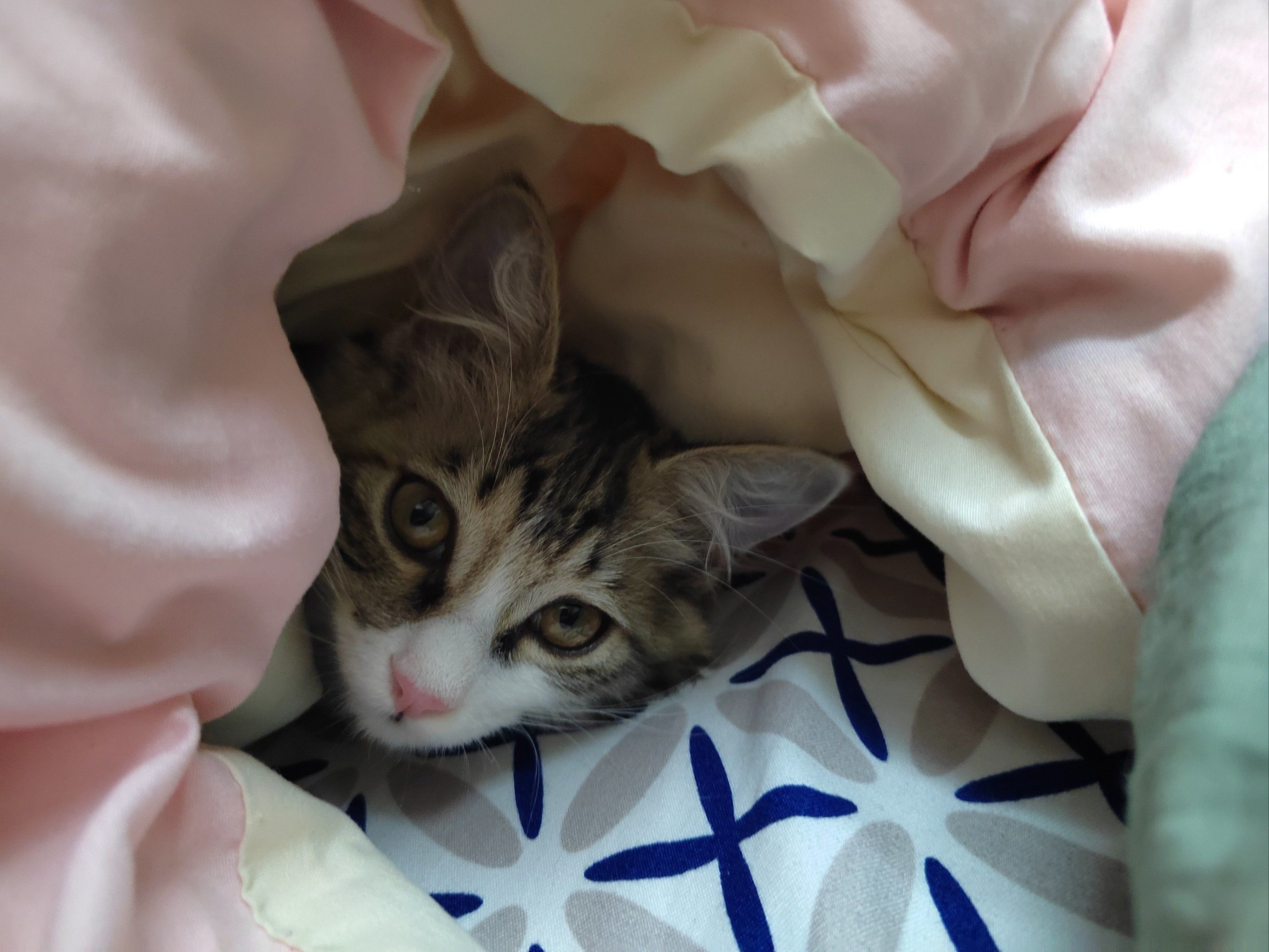 钻被窝的小猫咪