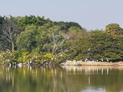 -大湾区中央湿地公园