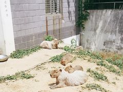 -合肥野生动物园