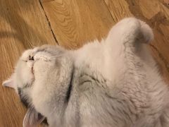 -Cappucimeow猫咪咖啡馆(韦伯时代店)