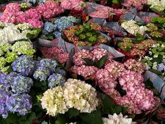 -龙大花卉苗木市场