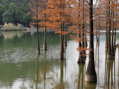 -中国科学院华南植物园