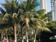 -万绿园