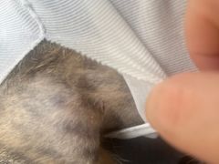 -乐琪宠物医院·犬猫专科·骨外科·急重症