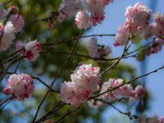 -南汇桃花村