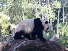 -广州动物园