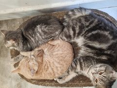 -楼上猫咖(罗湖店)